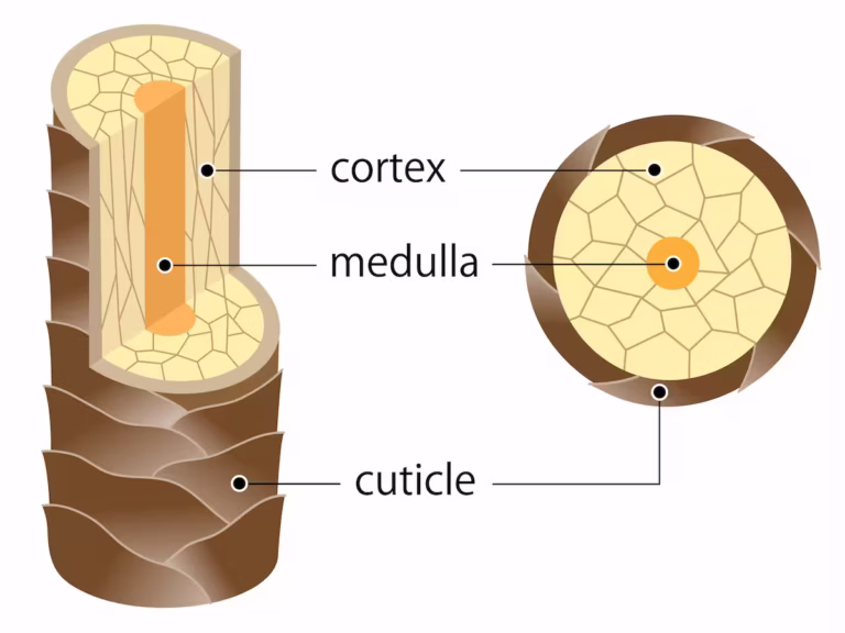 Diagram of human hair anatomy showing the Medulla, Cortex, and Cuticle layers being repaired by professional keratin treatment.
